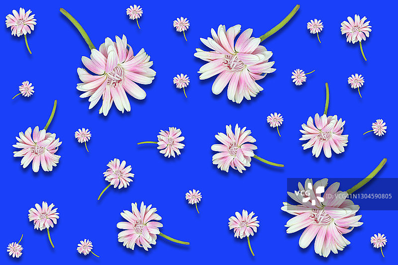 蓝色背景下的粉红色花朵图片素材