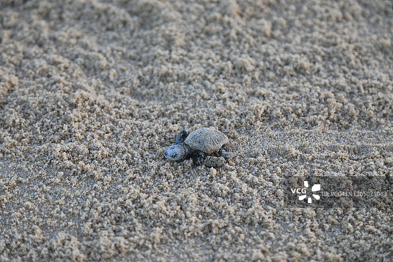一只濒临灭绝的红海龟在海滩上孵化图片素材