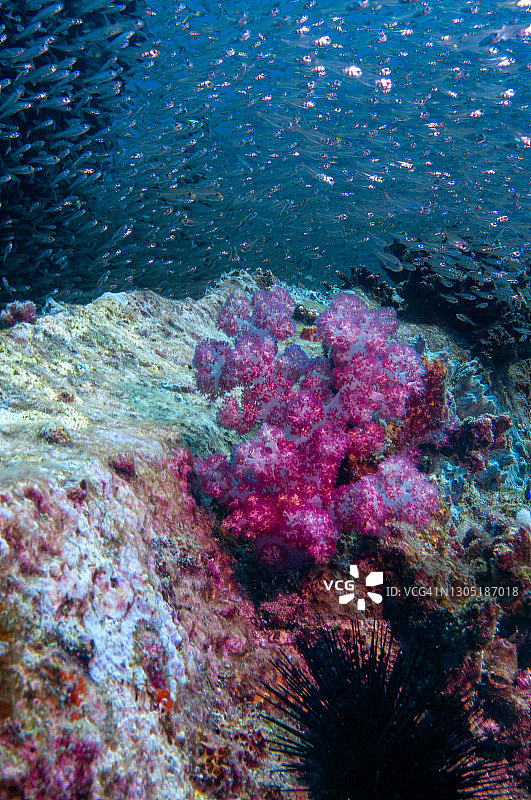 水下secene。软珊瑚，康乃馨珊瑚属图片素材