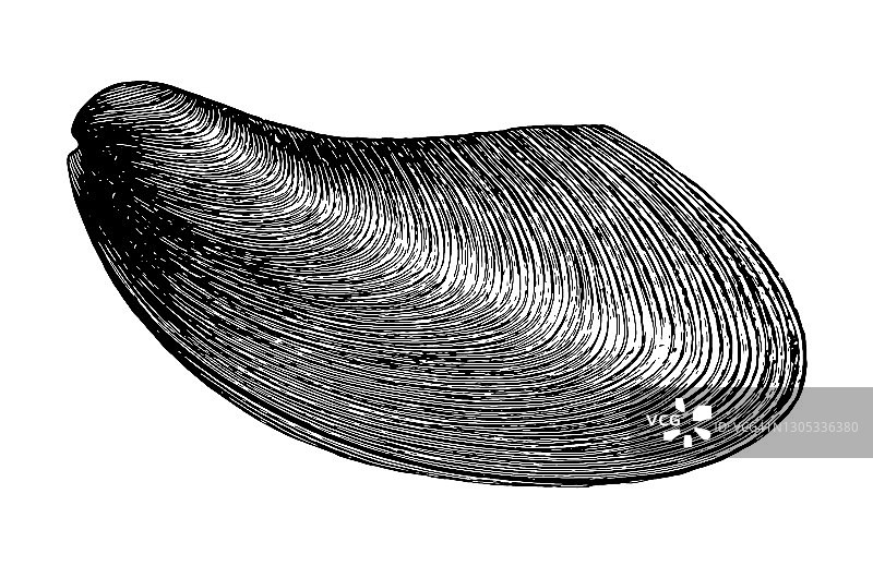 格维利亚社会主义贝类化石图片素材