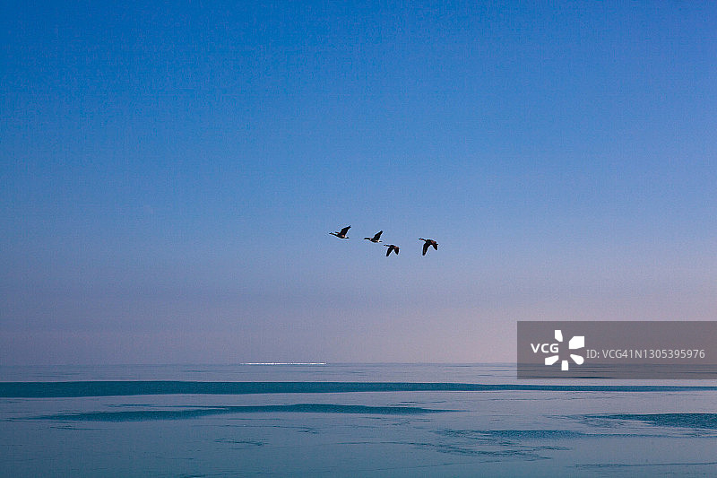 冬天芝加哥，大雁飞过密歇根湖图片素材