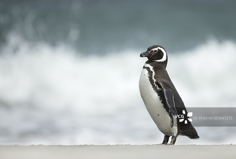 麦哲伦企鹅站在暴风雨的海滩上图片素材