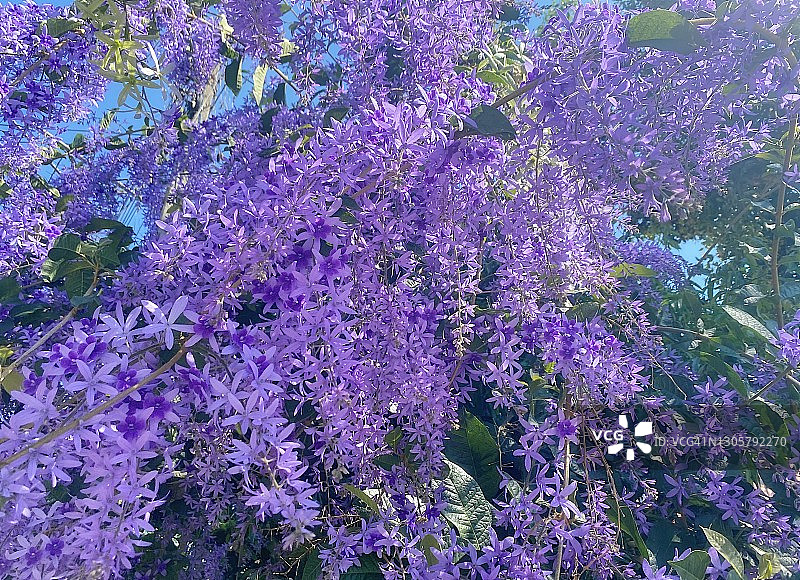 紫色花环花。图片素材