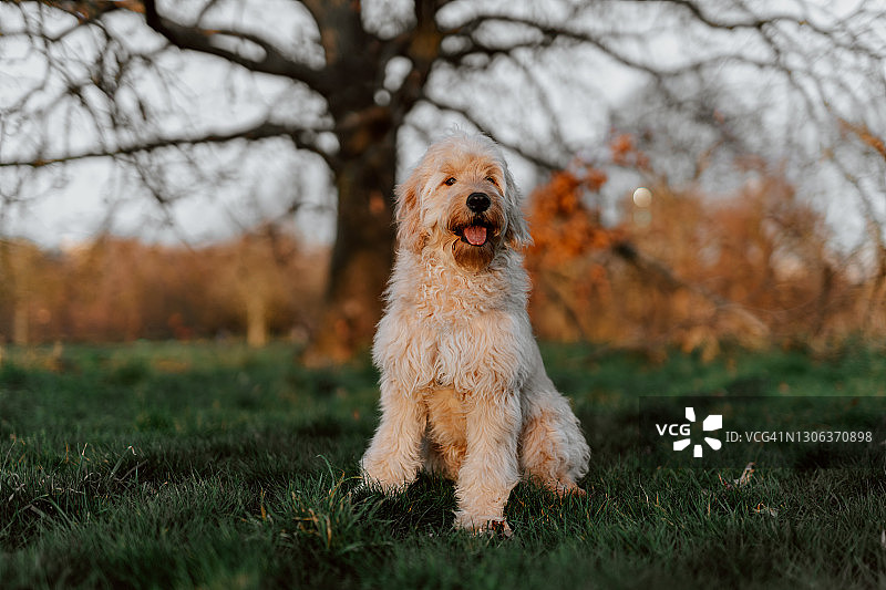 快乐的金毛狗在海德公园玩得开心图片素材