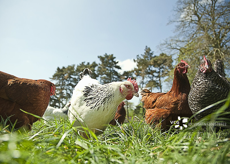 在田里吃草的放养鸡图片素材