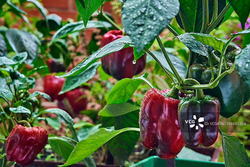 花园里种着红青椒图片素材