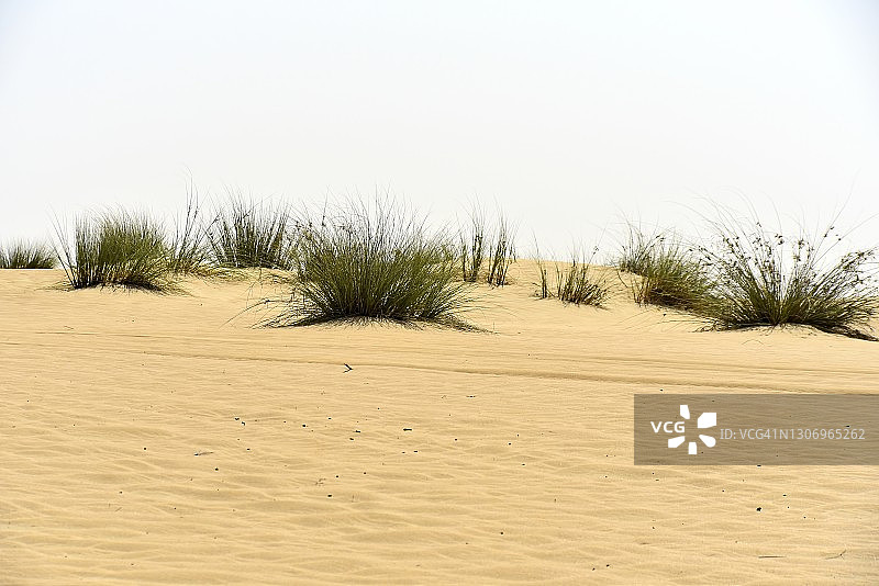 周围的Al Qudra湖沙漠观赏沙漠中的沙子和植物，迪拜，阿拉伯联合酋长国图片素材