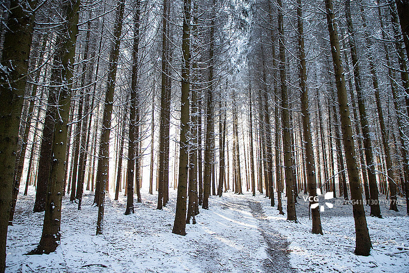 美丽的冬季景观雪覆盖松林图片素材