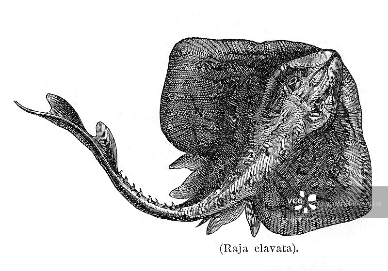 鳐鱼雕刻1897图片素材