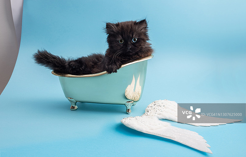 浴缸里的小猫图片素材