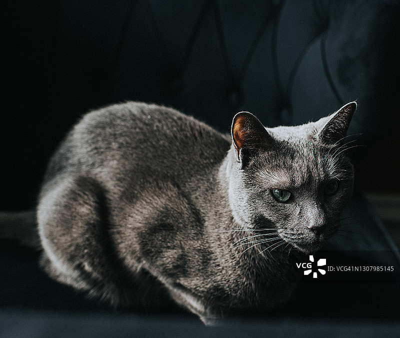 在阴影中，一只驼背的灰猫坐在舒适的椅子上图片素材