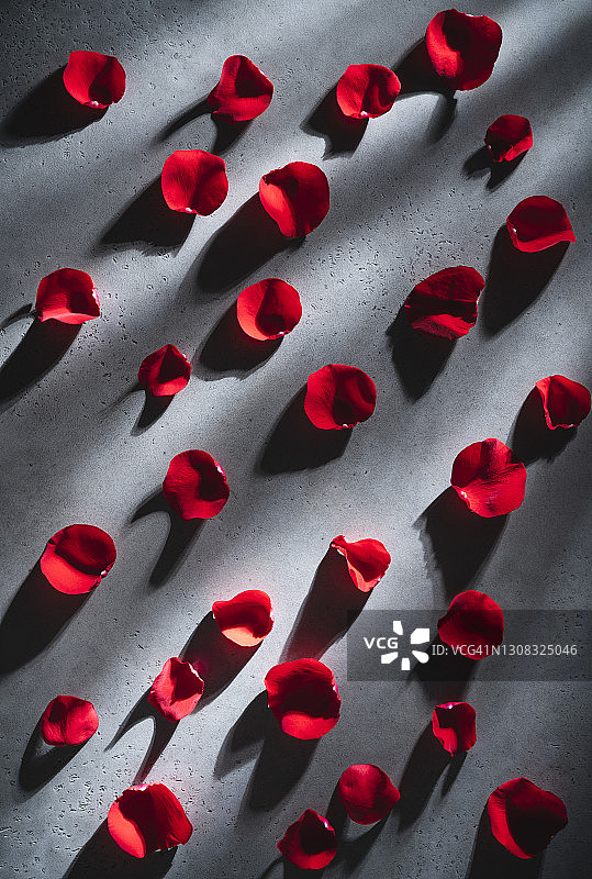 情人节的红玫瑰花瓣在灰色的背景上散布着阴影图片素材