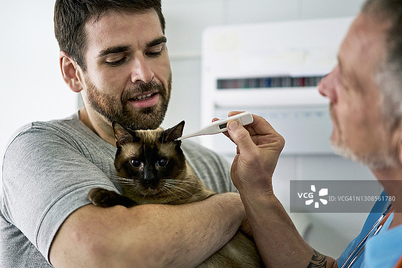 男兽医在检查时为猫量体温图片素材