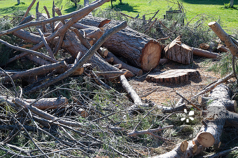 风暴过后砍掉松树的树干。图片素材