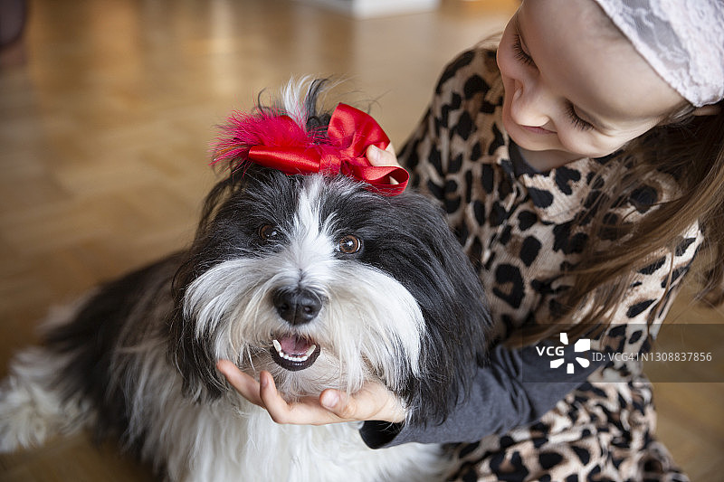 黑白相间的狗，一个快乐的孩子在他的头上戴了一个红色的头发蝴蝶结图片素材