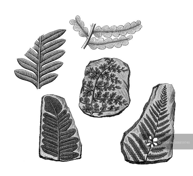 石炭纪植物古雕刻插图，植物化石图片素材