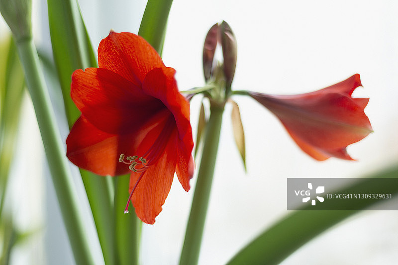 美丽的红色孤挺花植物在白色的背景图片素材