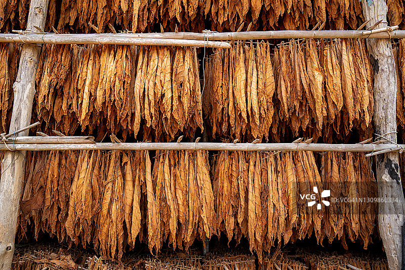 在谷仓里晾晒白肋烟，泰国烟草图片素材