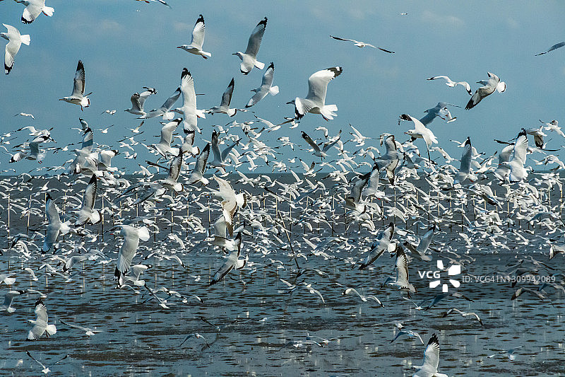 海鸥在海上飞行的风景图片素材