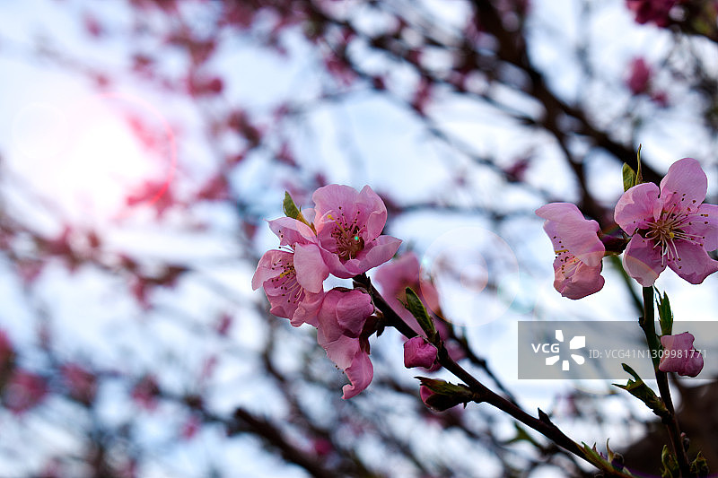 桃树花盛开在一个美丽的阳光明媚的日子图片素材