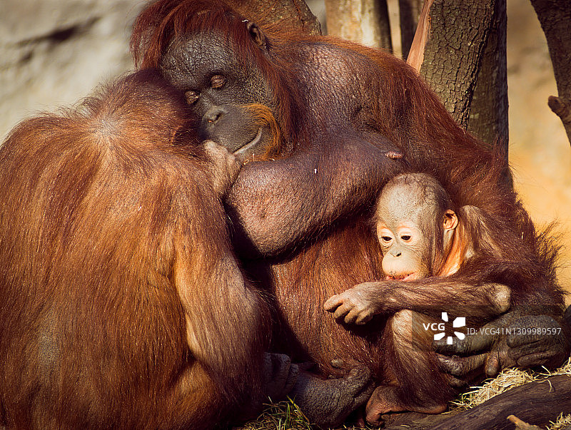 猩猩和婴儿坐在户外图片素材