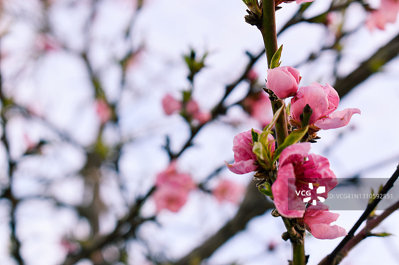 美丽的桃树花在一个阳光灿烂的日子盛开图片素材