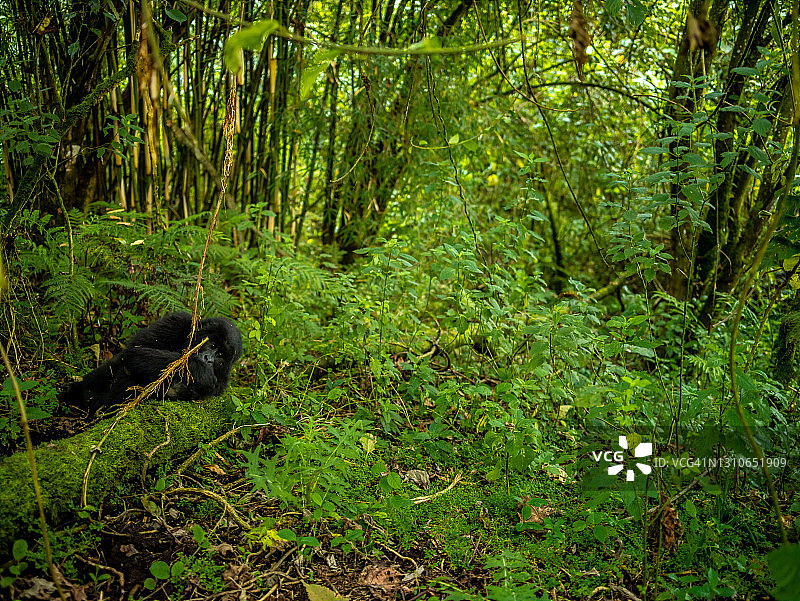 卢旺达火山国家公园的年轻山地大猩猩(白令盖大猩猩)图片素材