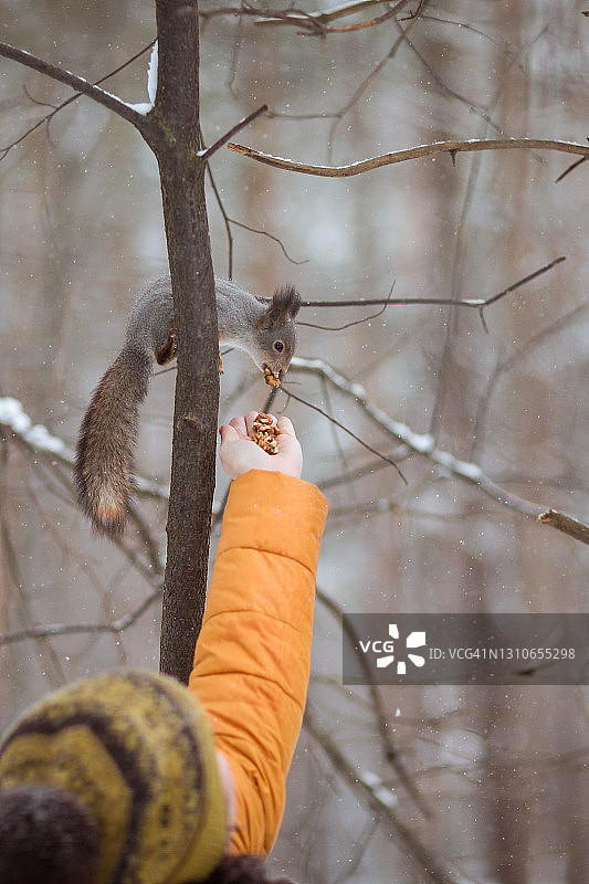 树干上的红松鼠在吃他手上的照片上的坚果图片素材
