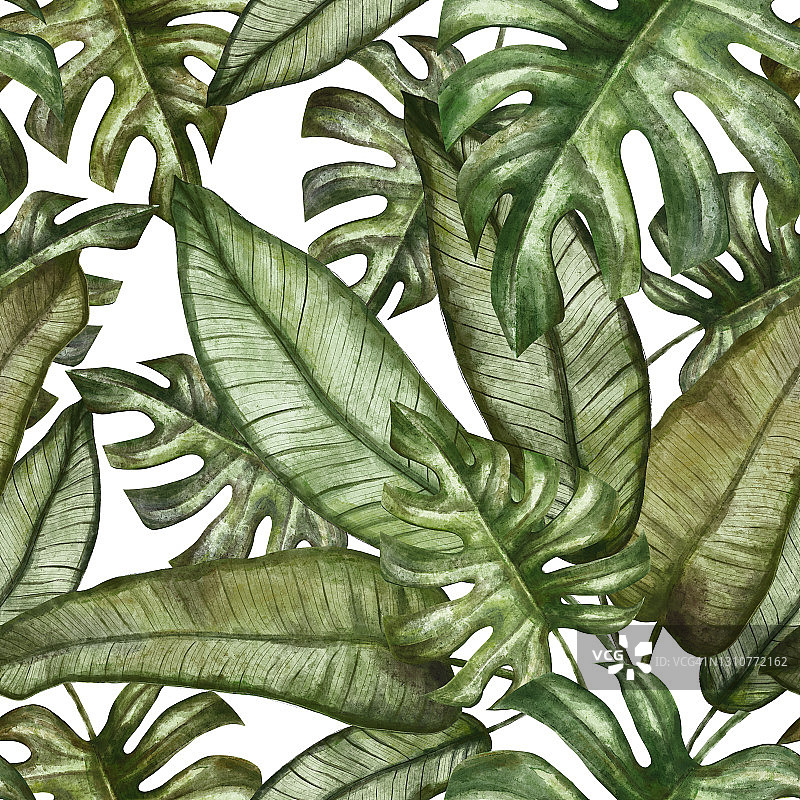 水彩模式的绿色热带树叶。热带背景与怪物的叶子。图片素材