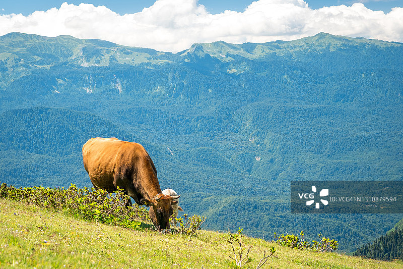 夏季风景的高加索山脉在罗莎库托尔，俄罗斯，索契，红杉波利亚纳。峰值2320。一头牛在山上的草地上吃草图片素材