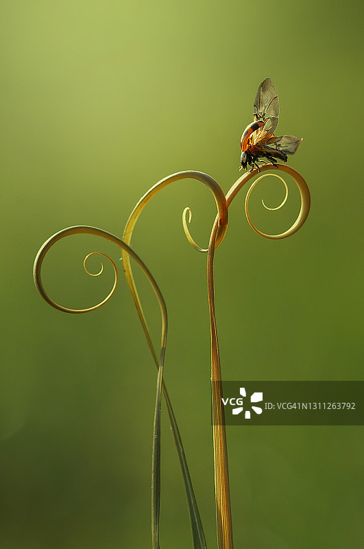 印度尼西亚，一株正要起飞的植物上的瓢虫特写图片素材