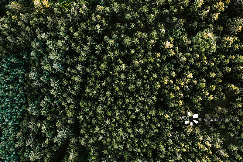 森林中松树的鸟瞰图图片素材