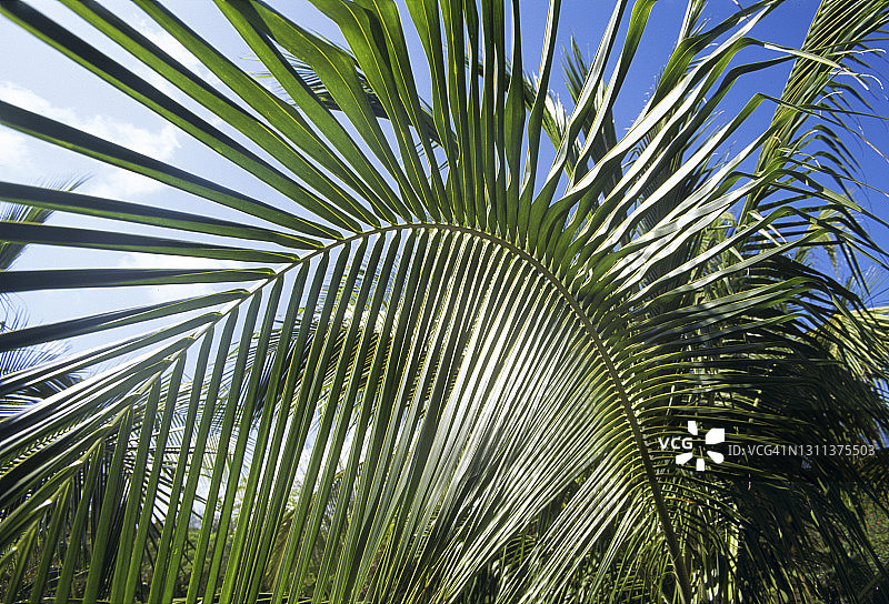 低角度的椰子树的叶子图片素材