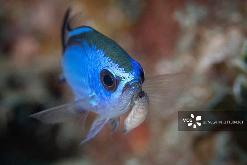 巴哈马群岛的蓝色Chromis和等足部水下图片素材
