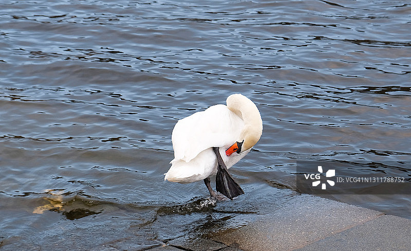 一只橙色嘴的白天鹅站在池塘边。天鹅羽毛刷。鸭子在水里游泳。神奇的风景与野生鸟类(天鹅色)。副本的空间。图片素材