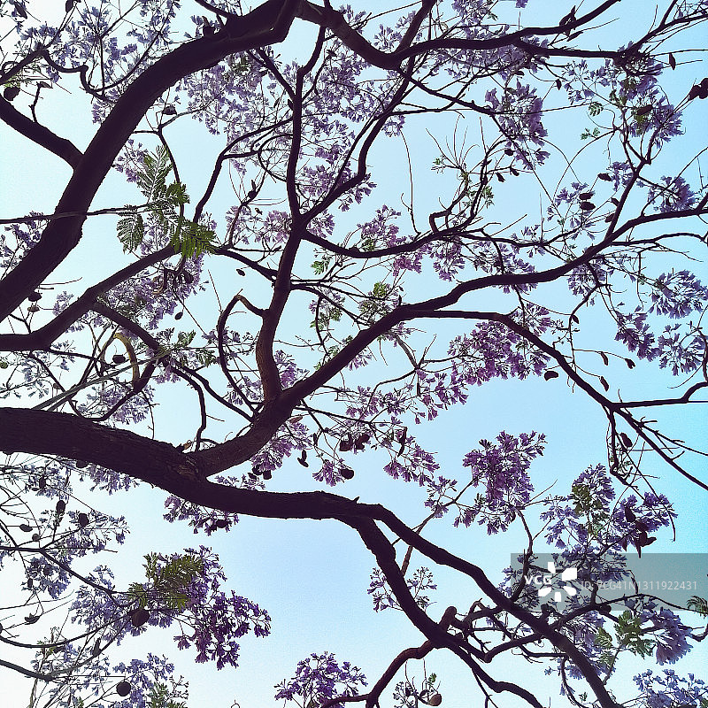 盛开的蓝花楹树-树冠图片素材