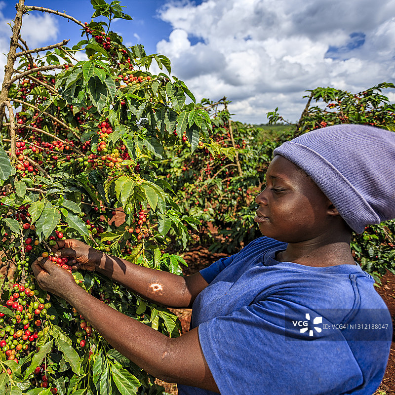 东非肯尼亚，一名年轻的非洲女子在收集咖啡樱桃图片素材