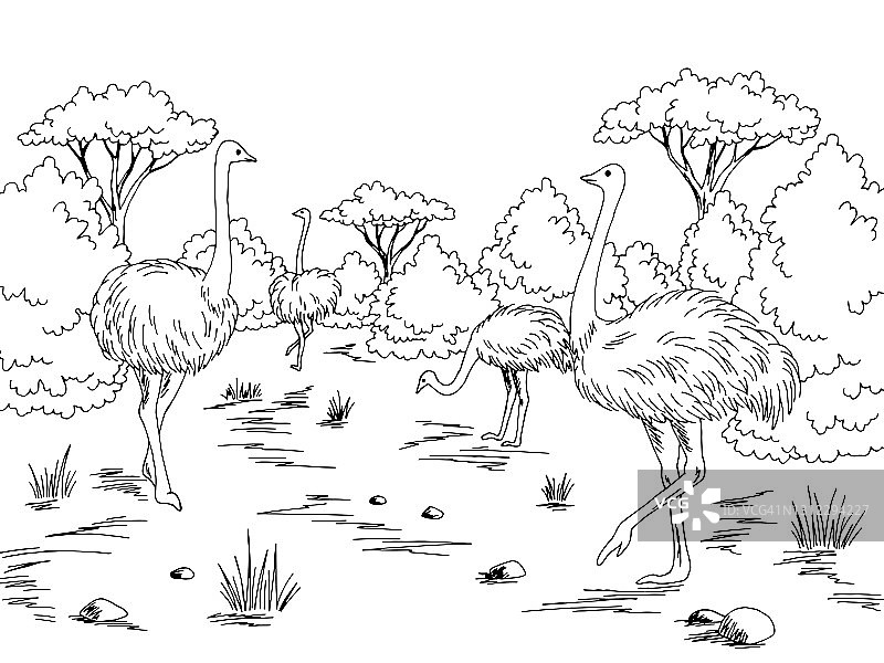 鸵鸟农场鸟类庭院图形黑白景观素描插图向量图片素材