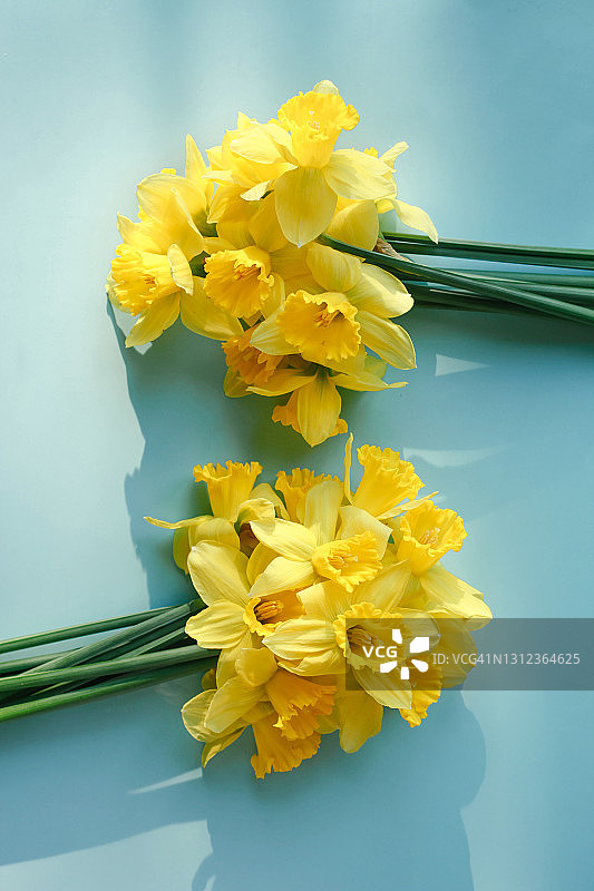 一束春天的黄色水仙花在柔和的蓝色背景图片素材