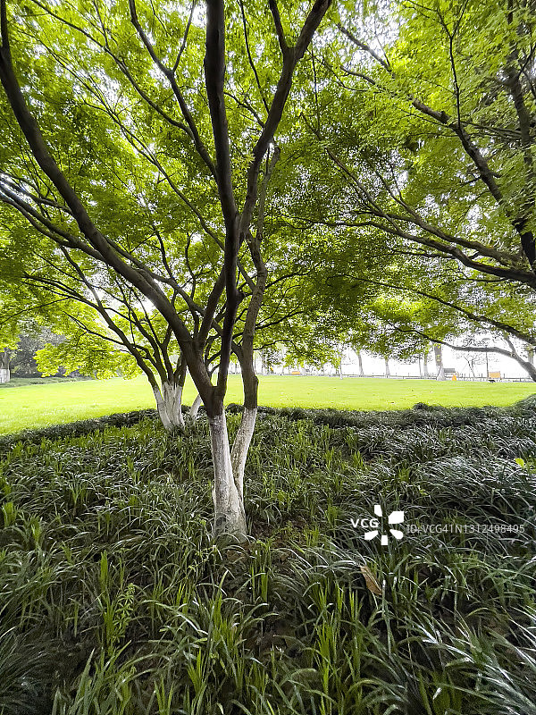 在中国杭州西湖边上的公园里，大树和绿色空间图片素材