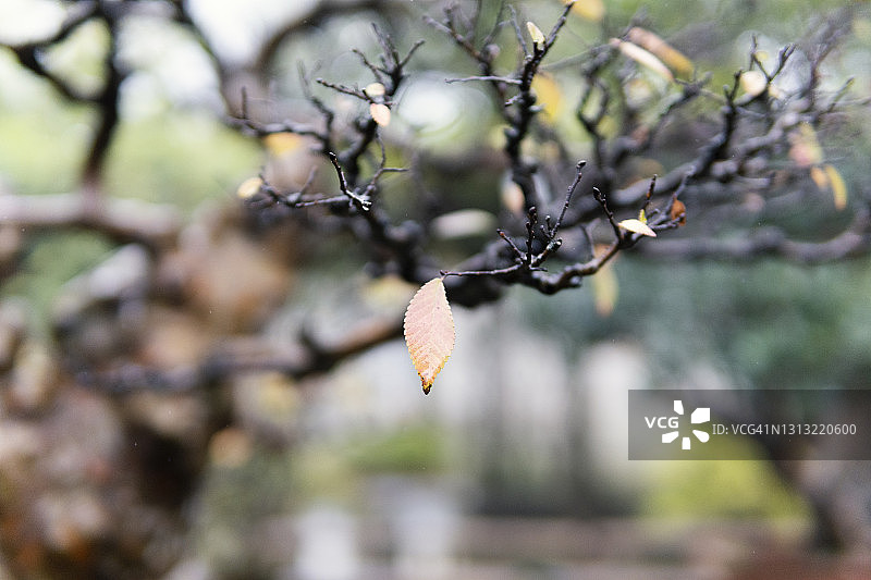 雨后挂满叶子的裸盆栽植物的雨滴图片素材
