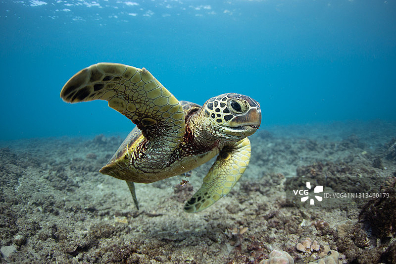 绿海龟水下礁图片素材