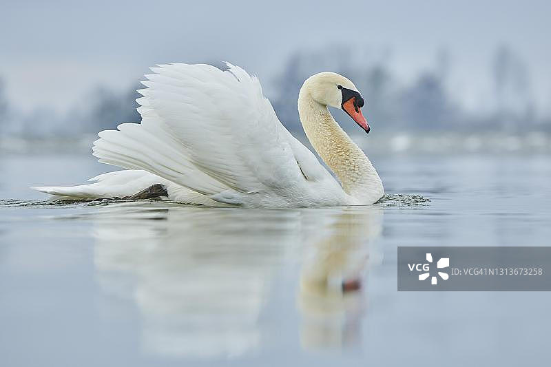 疣天鹅(天鹅色)，游泳，多瑙河，上普法尔茨，巴伐利亚，德国图片素材
