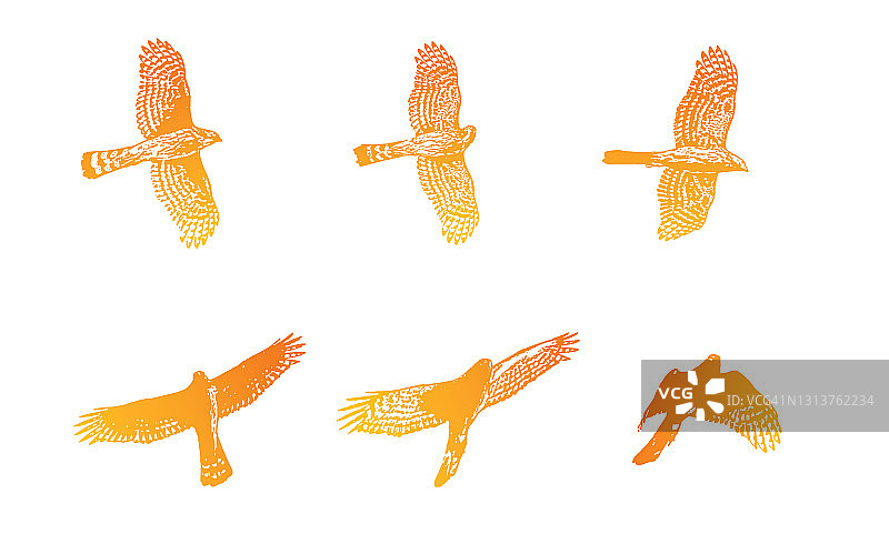 库珀鹰飞行的连续插图图片素材