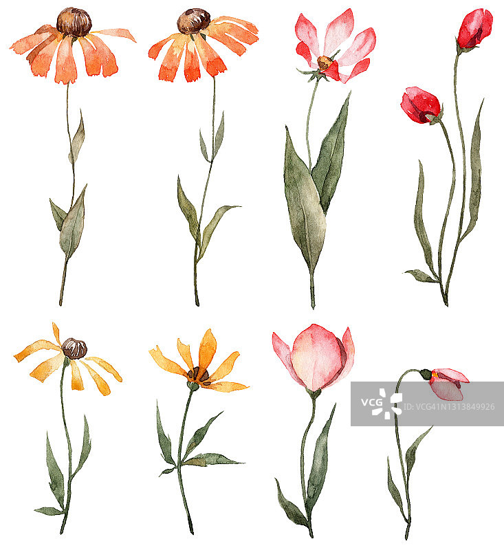 一套手绘水彩花。植物插图图片素材
