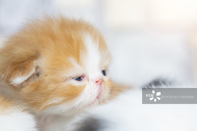 初生的波斯小猫睁开眼睛图片素材