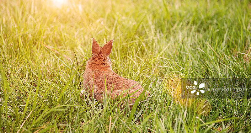 小兔子在绿草地上图片素材