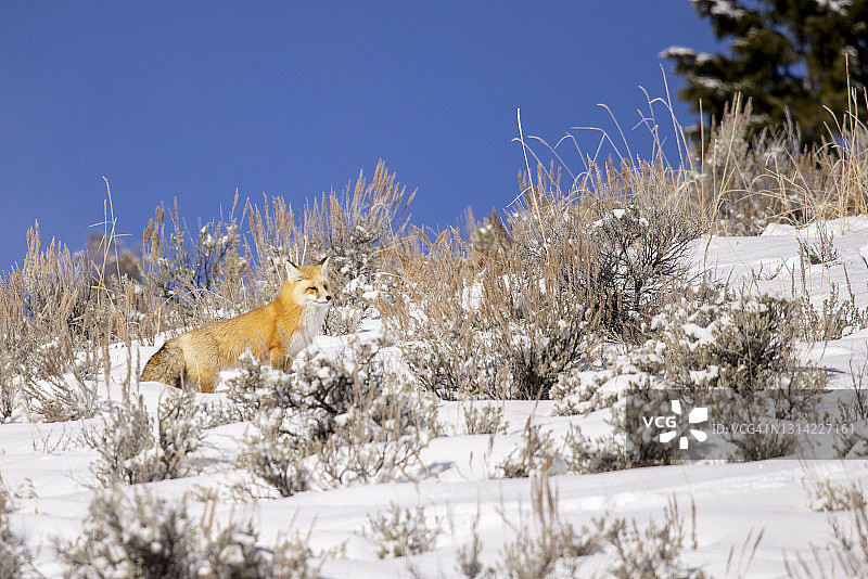 红狐狸在冬天，下雪图片素材