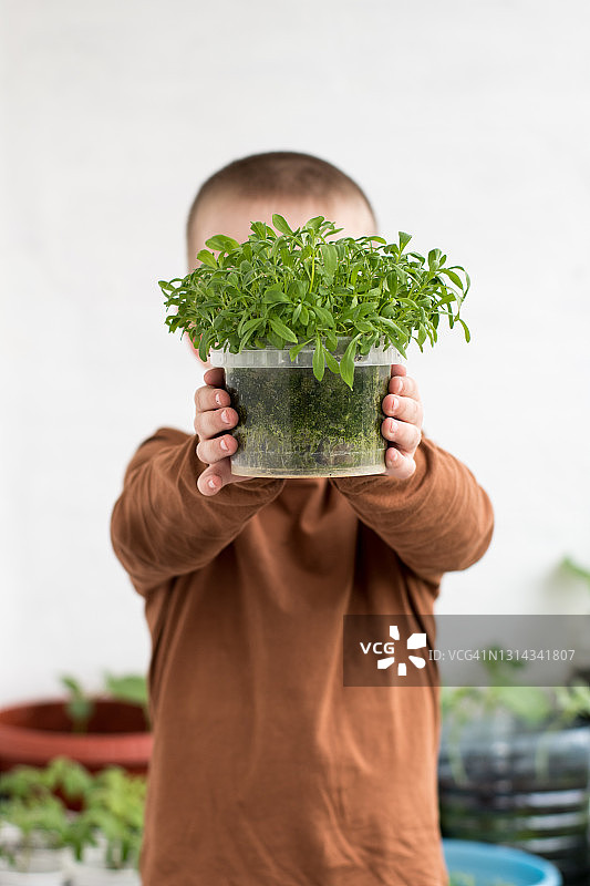 一个小男孩手里拿着一盆绿色的幼苗。春天的园艺和种植图片素材