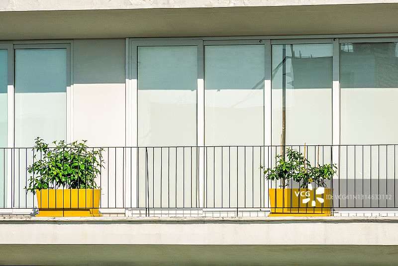 明亮的黄色容器花园，盆栽植物，在充满阳光的阳台上，百叶窗是关闭的。图片素材
